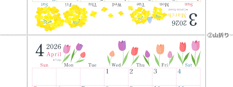 2026年の卓上カレンダー(3月・4月)は日曜始まり♪おしゃれなだけでなく使い方も簡単♪A4サイズ／プリント無料(2026-001903-0430)